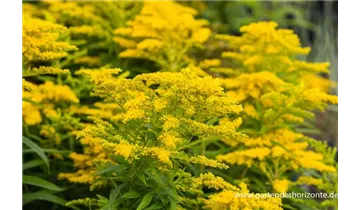 Gartenbaumschule Becker