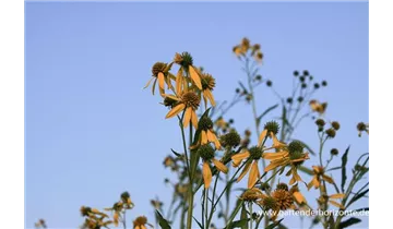 Gartenbaumschule Becker