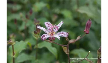 Gartenbaumschule Becker