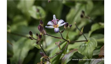 Gartenbaumschule Becker