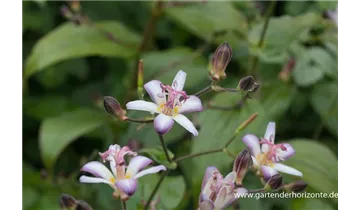 Gartenbaumschule Becker