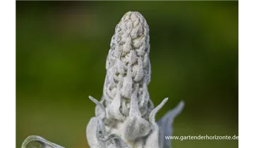 Gartenbaumschule Becker