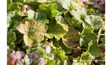 Gartenbaumschule Becker