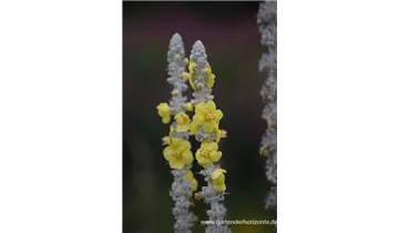 Gartenbaumschule Becker