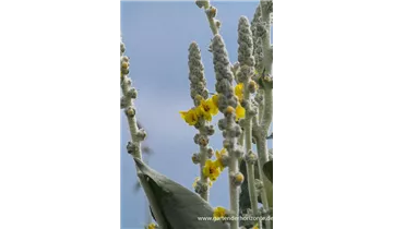 Gartenbaumschule Becker