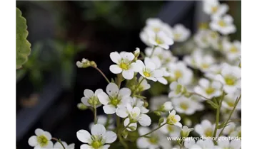 Gartenbaumschule Becker