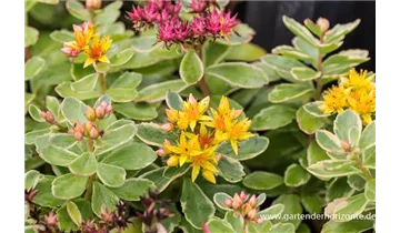 Gartenbaumschule Becker