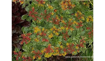 Gartenbaumschule Becker