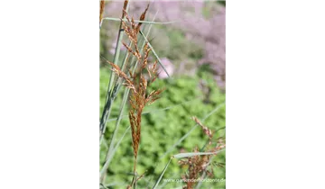 Gartenbaumschule Becker
