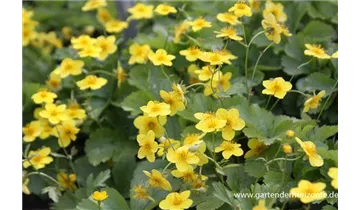 Gartenbaumschule Becker