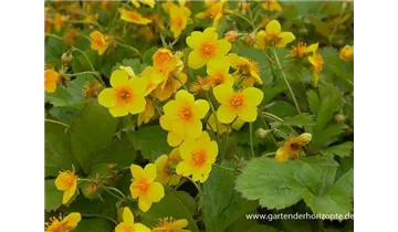 Gartenbaumschule Becker