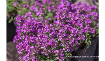 Gartenbaumschule Becker