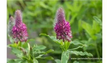 Gartenbaumschule Becker