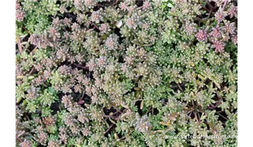 Gartenbaumschule Becker