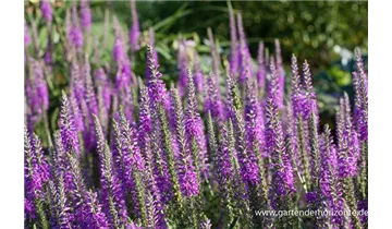 Gartenbaumschule Becker