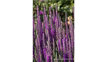 Gartenbaumschule Becker