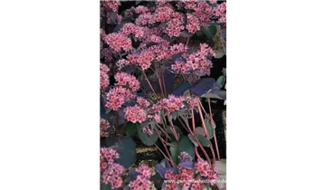 Gartenbaumschule Becker