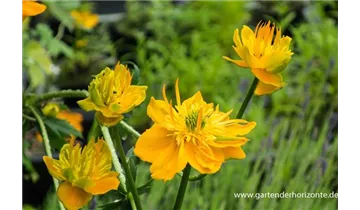 Gartenbaumschule Becker