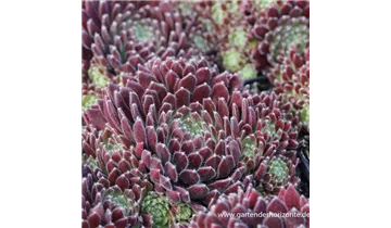 Gartenbaumschule Becker