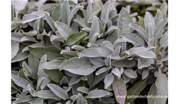 Gartenbaumschule Becker