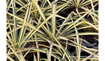 Gartenbaumschule Becker