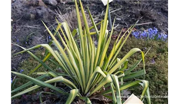 Gartenbaumschule Becker