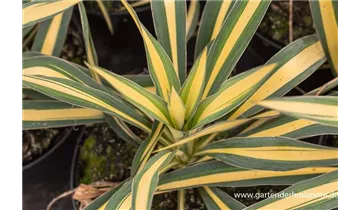 Gartenbaumschule Becker