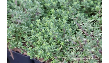 Gartenbaumschule Becker