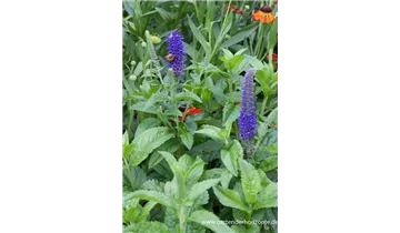 Gartenbaumschule Becker