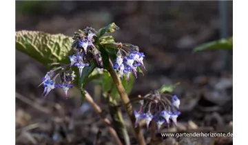 Gartenbaumschule Becker