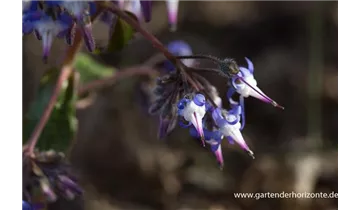 Gartenbaumschule Becker