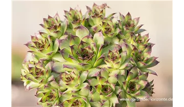 Gartenbaumschule Becker