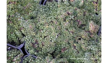 Gartenbaumschule Becker