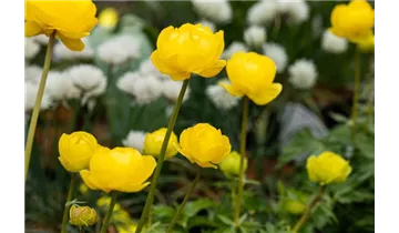 Gartenbaumschule Becker