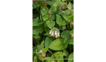 Gartenbaumschule Becker