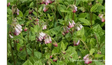 Gartenbaumschule Becker