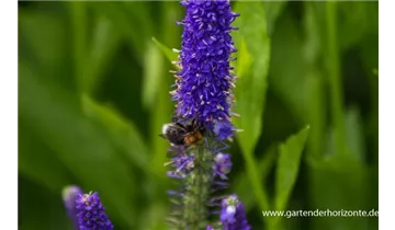 Gartenbaumschule Becker