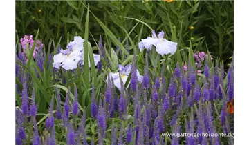 Gartenbaumschule Becker