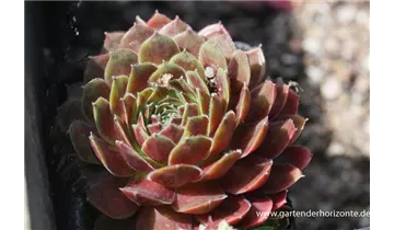 Gartenbaumschule Becker