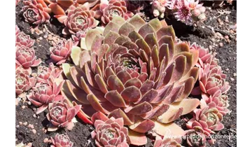 Gartenbaumschule Becker