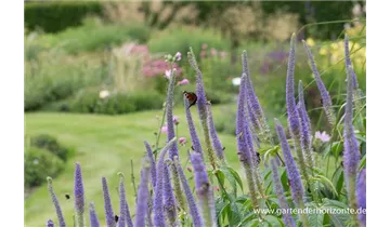 Gartenbaumschule Becker