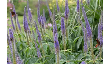 Gartenbaumschule Becker