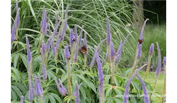 Gartenbaumschule Becker