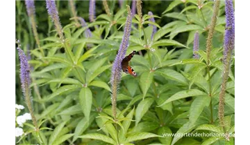 Gartenbaumschule Becker
