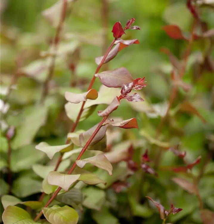 Krepp Myrthe 'Berry Dazzle'