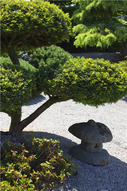 Taxus baccata, Heimische Eibe - GartenBaumschule Becker