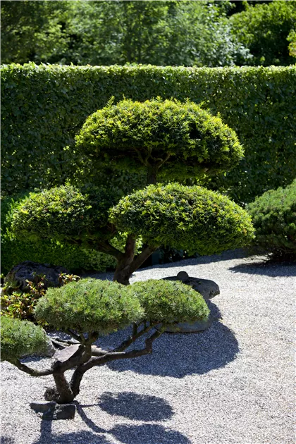 Taxus baccata, Heimische Eibe - GartenBaumschule Becker