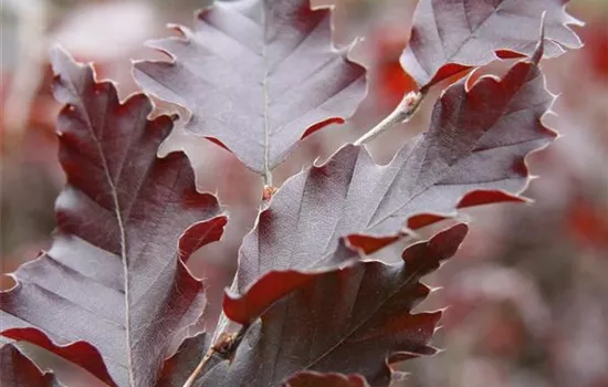 Fagus sylvatica 'Rohan Obelisk'