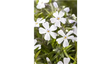 Gartenbaumschule Becker