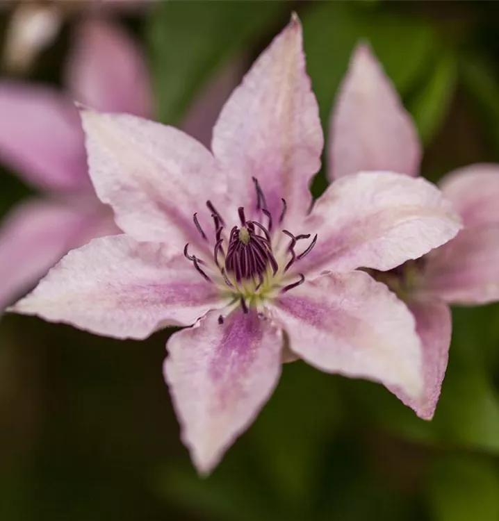 Waldrebe 'Pink Fantasy'